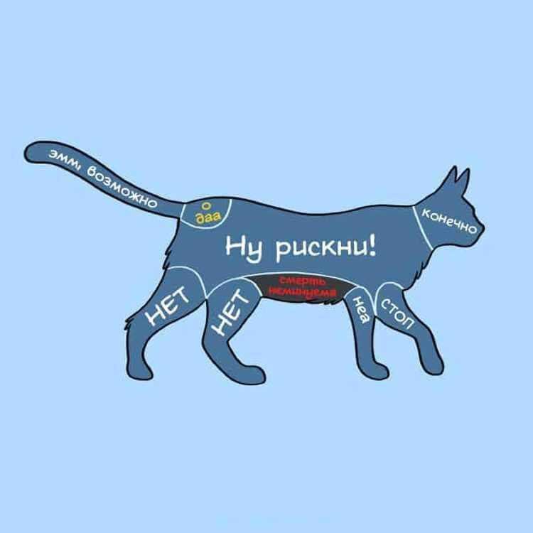 Где можно гладить кота в игре adorable home: секреты и советы